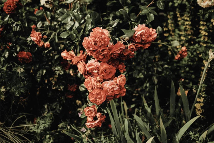 Looops Duftkerze 250 gr. Rosenrot